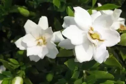 什么花朵的花语是救赎的花语,花语大全花的数量