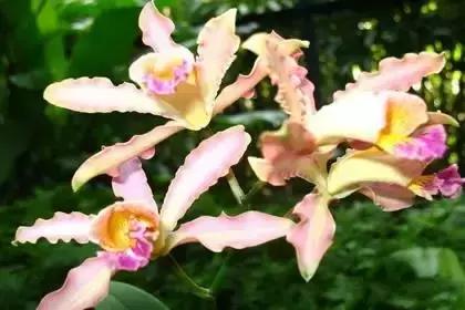 什么花朵的花语是救赎的花语,花语大全花的数量