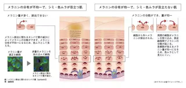 张馨予美白喷雾,张馨予喝美白液