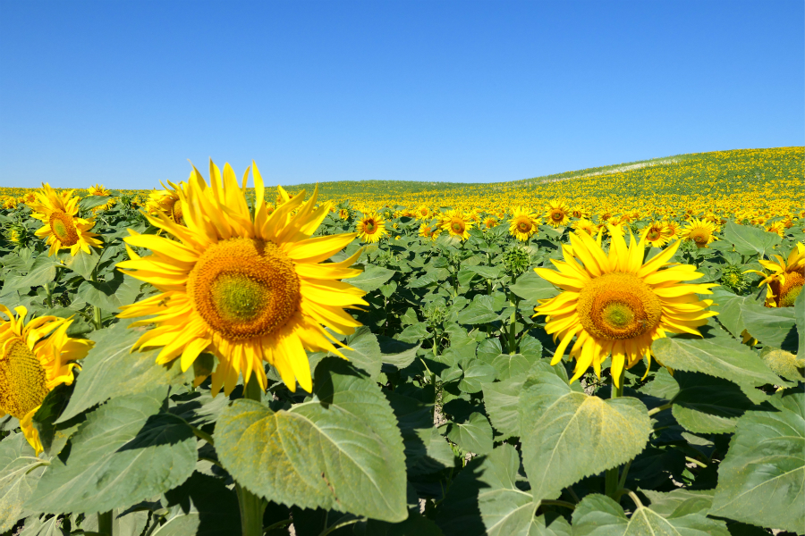 南西风情·尽享商机