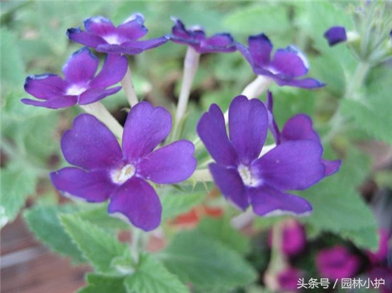10种超美的紫红色花,十种最漂亮的深紫色花