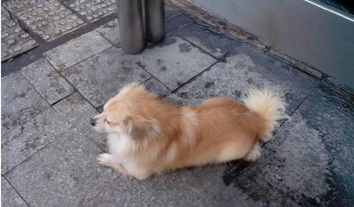 怎么纠正狗狗出门凶,如何纠正狗狗见到狗狗爆冲坏习惯