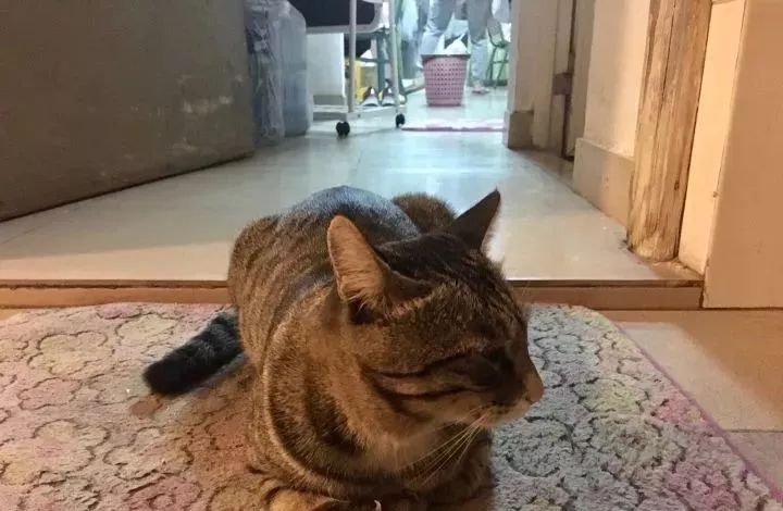 总有一只情绪稳定的猫,一只很有格局的猫