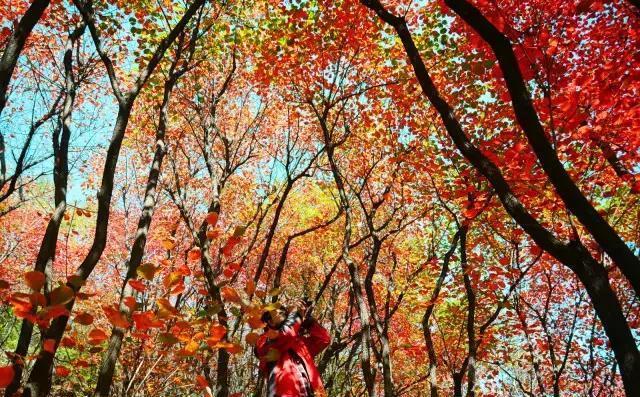 济南红叶谷在济南什么位置,山东济南红叶谷秋色