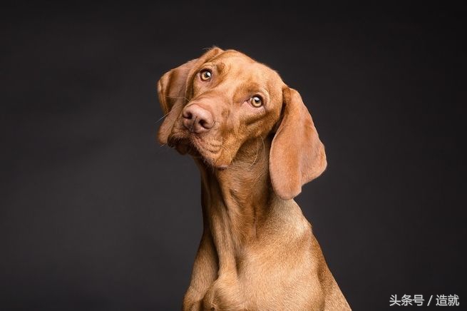 如何知道动物眼中的世界,喜怒哀乐动物