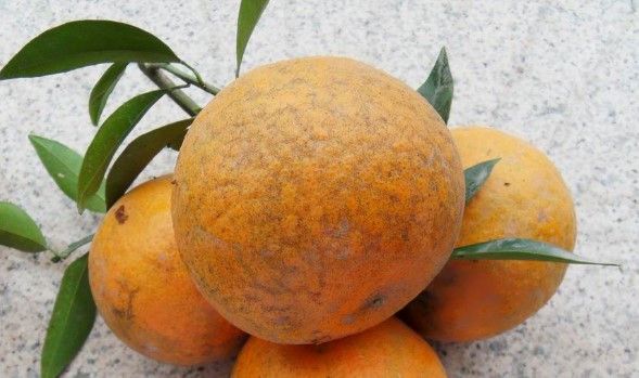 柑橘果实树脂病的各种症状,柚子树会有柑橘树脂病症状吗