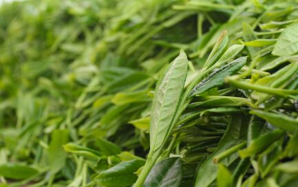 江苏好吃的特产排名前十名,江苏特产有哪些值得带回去