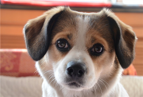 狗狗状态正常但是打喷嚏流鼻涕,狗狗频繁打喷嚏流鼻涕怎么解决