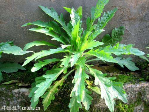 每日一本草——小飞蓬