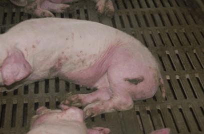 猪场仔猪突然无法站立,高烧不退,解刨图奉上希望大家指导一下!