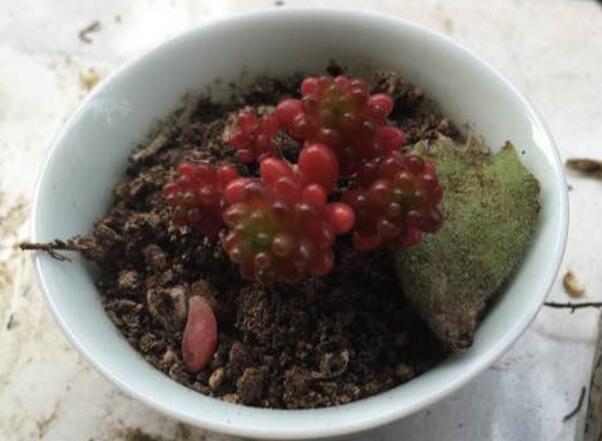 红色多肉怎样让它越来越红,红色浆果多肉一碰就掉叶子