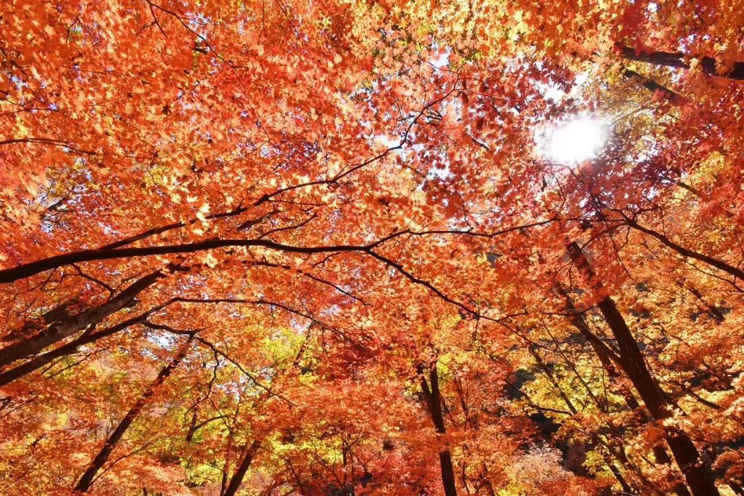 安利专用贴,安利防水创口贴