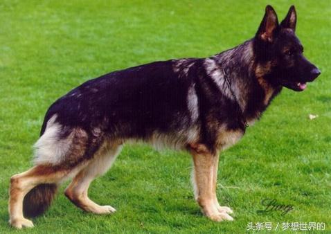 全球公认10大军犬排行榜,世界上最勇敢的七大军犬