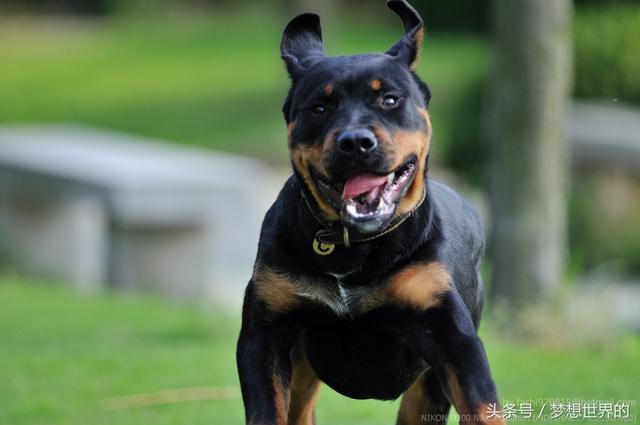 全球公认10大军犬排行榜,世界上最勇敢的七大军犬