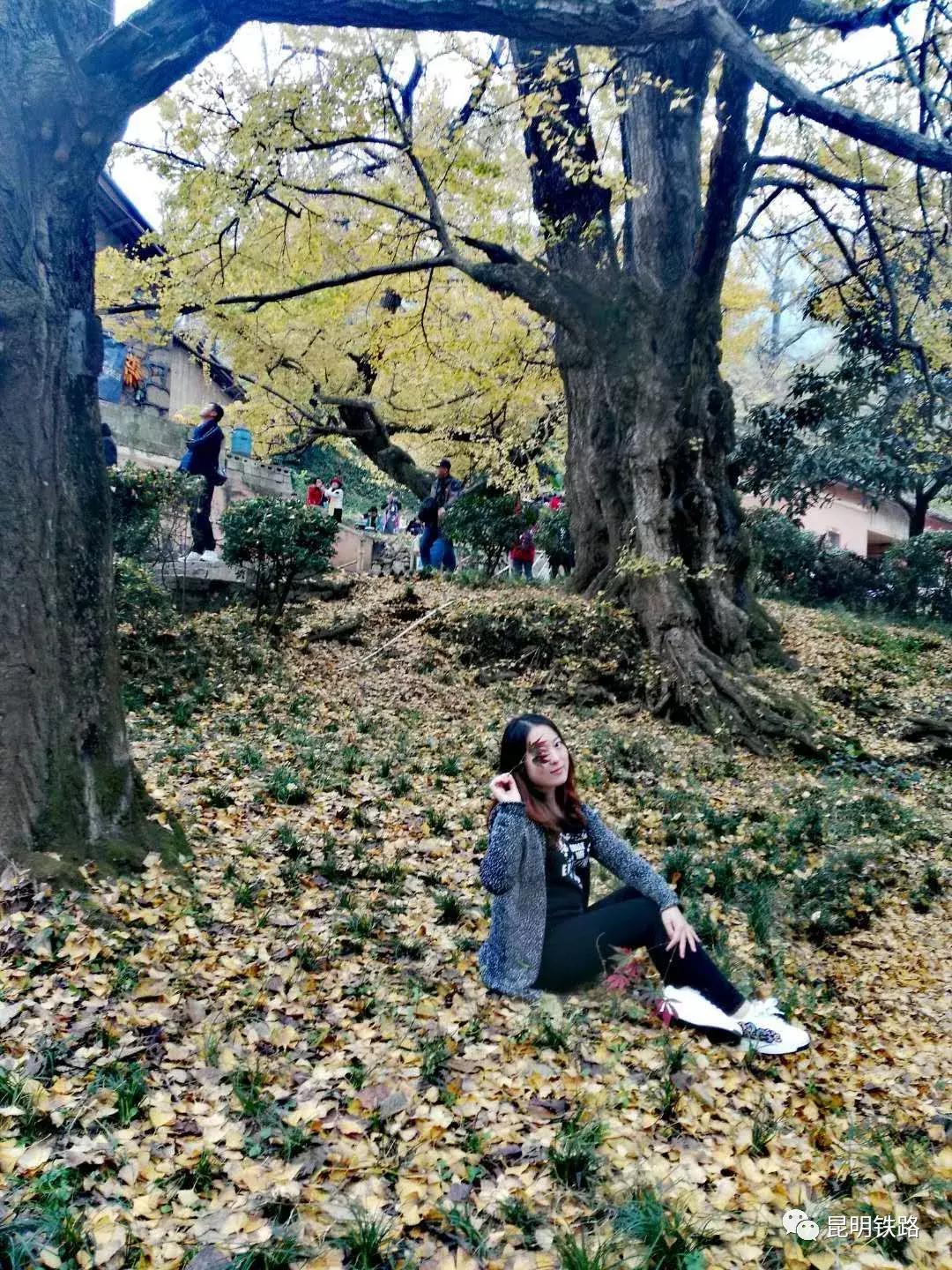 贵州妥乐银杏摄影旅游攻略,妥乐古银杏景区摄影