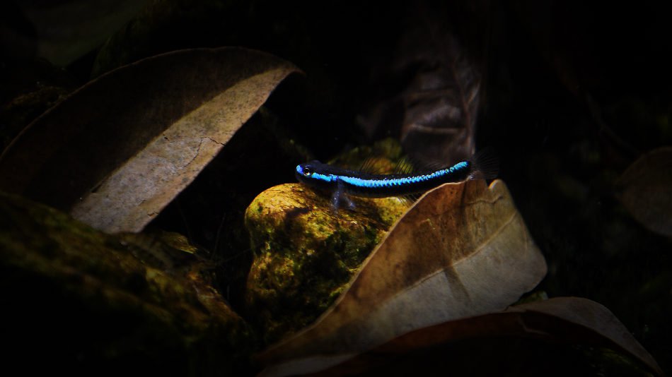 长城杯溪流造景大赛,长城杯造景大赛