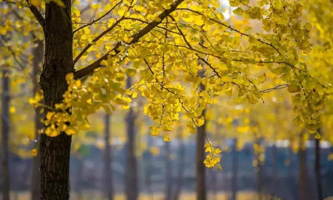 济南最美的银杏地图,济南看银杏最好的地方