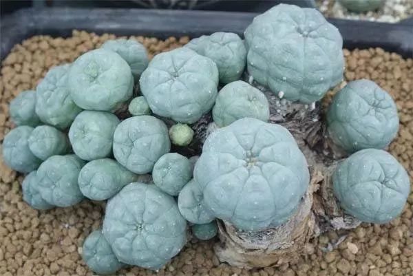 新型*品毒**套路多花样翻新陷阱深