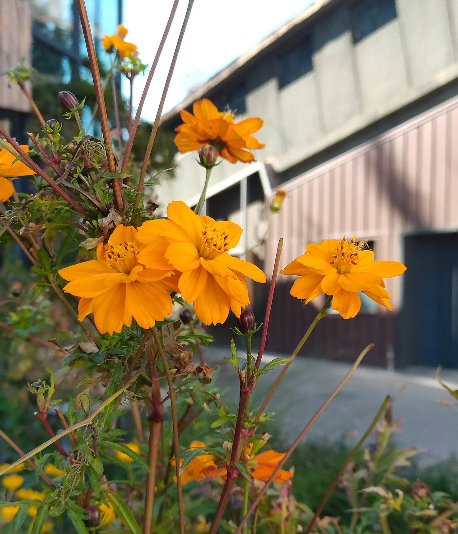 努比亚x与各旗舰对比,努比亚x评测拍照