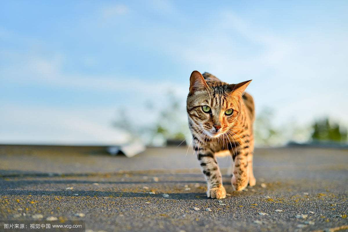 世界上最昂贵的5种猫,盘点全球八大昂贵猫咪排行榜