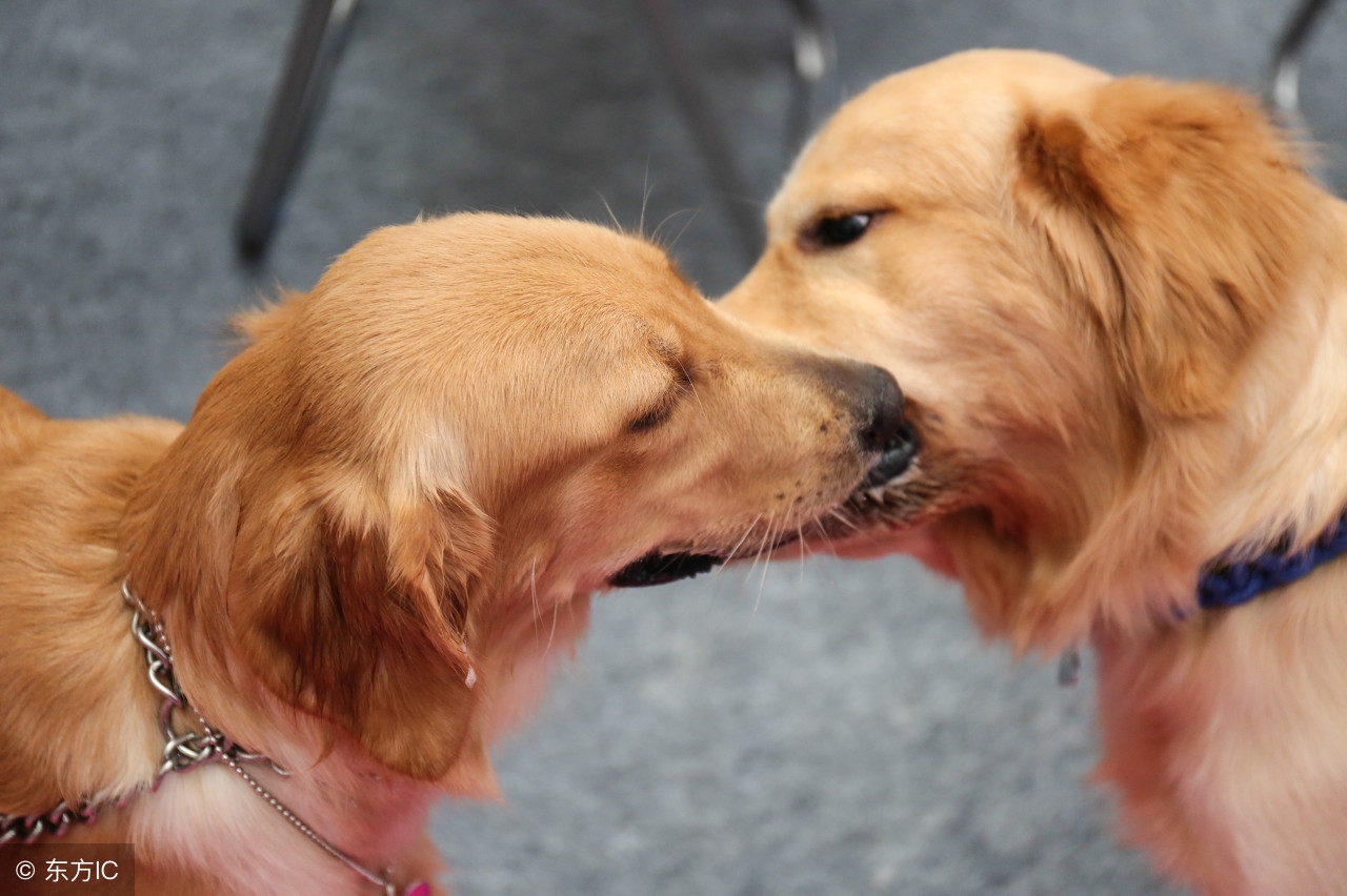 狗狗肚子很胀怎么帮助消化,狗狗胃胀气怎么缓解