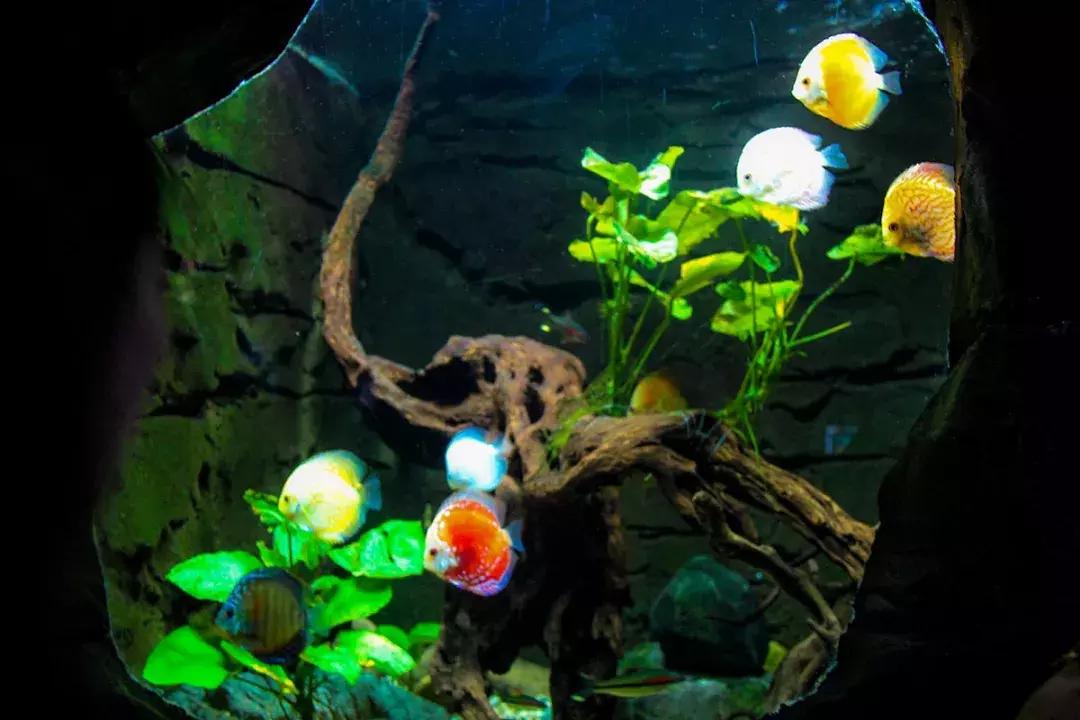 娴欐睙鍙板窞瀹濊棌鐢峰,鍙板窞瀹濊棌鐢风敓