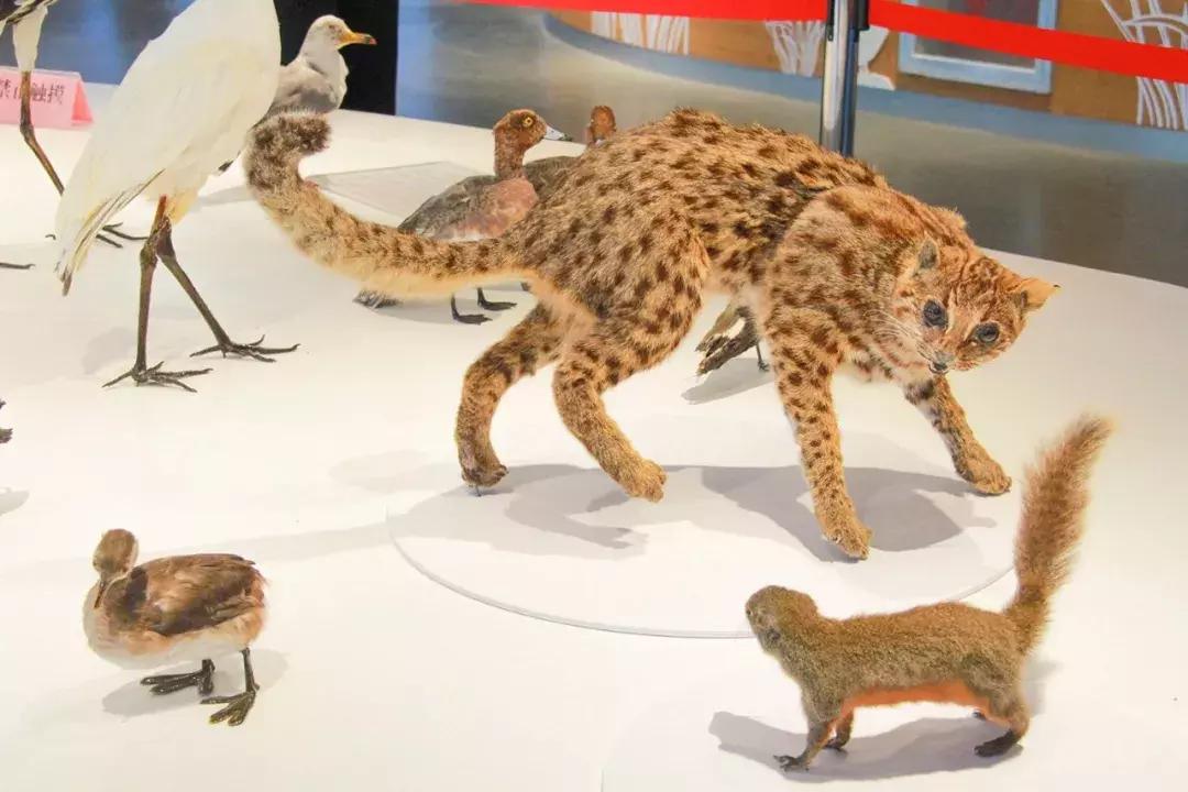 娴欐睙鍙板窞瀹濊棌鐢峰,鍙板窞瀹濊棌鐢风敓