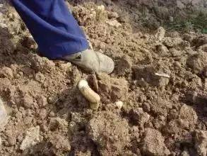 佛手山药山药之王,佛手山药适合什么土壤种植