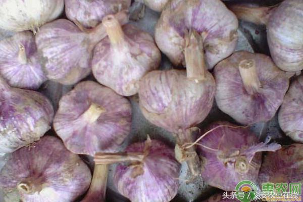 现在大蒜多少钱一斤？2018最新大蒜主产区价格行情