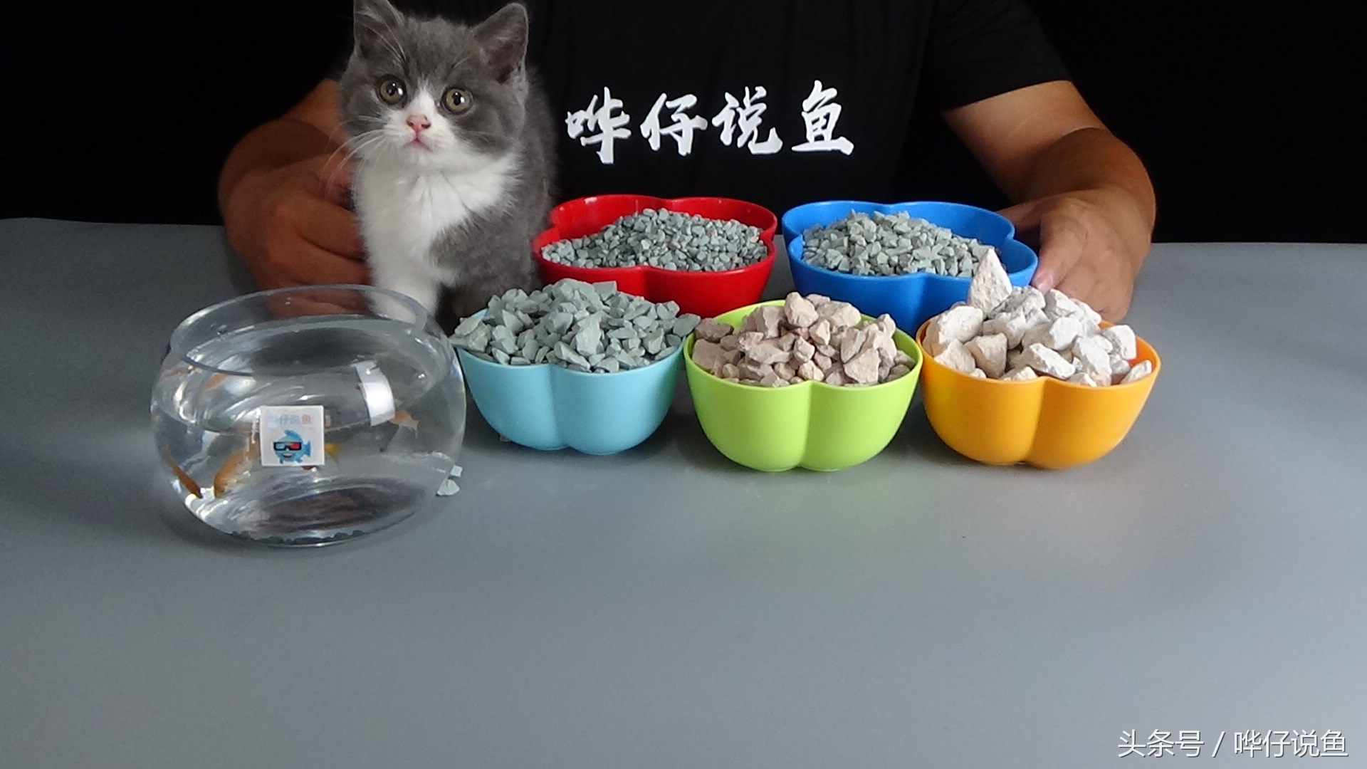 观赏鱼的饲养技巧和注意事项,选观赏鱼技巧和注意事项