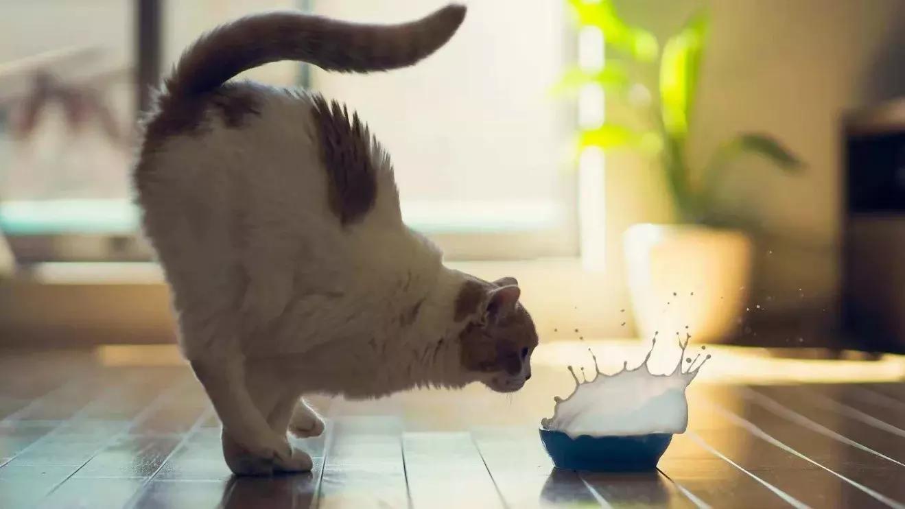 猫粮有关猫咪的健康可不能随便选 (猫咪生病吃哪种湿猫粮)