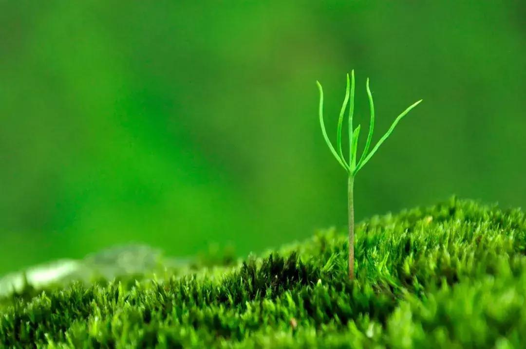 一句话掌握多音字最新版,一句话学会六十个多音字