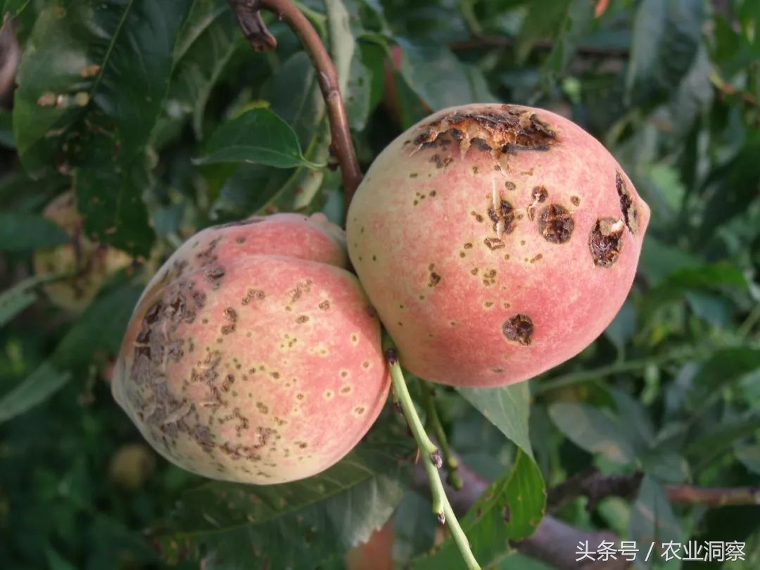 桃树增产，病害防治最重要！桃树黑星与细菌性穿孔病一篇就搞定！