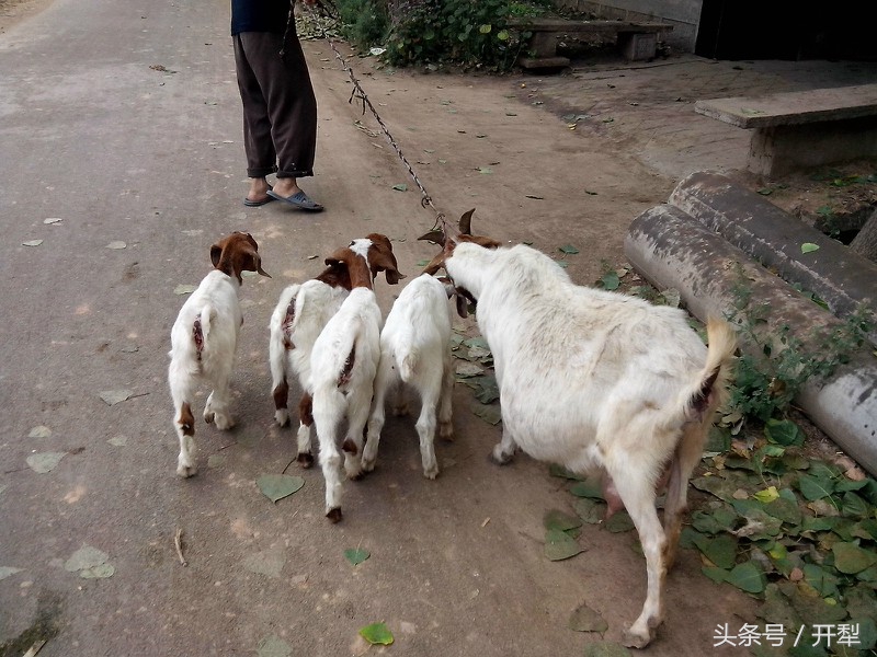 孕羊如何补营养,小羊的饲养方法和注意事项