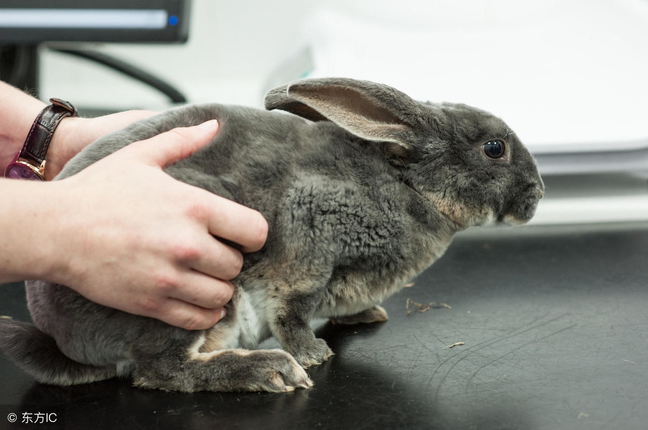 安哥拉兔需要喂什么吃的,安哥拉长毛兔怎么喂