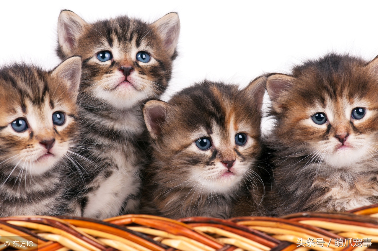 让铲屎官感到害怕的事,铲屎官头疼的猫