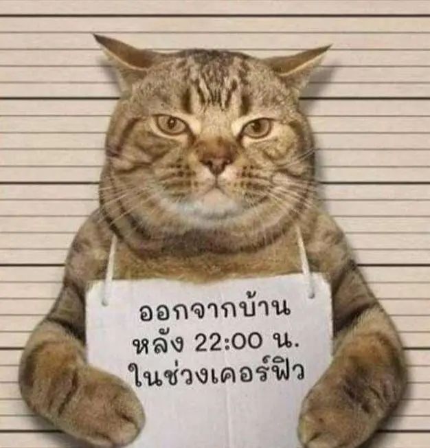 猫咪在电饭煲上拉臭臭，差点把铲屎官气晕在厕所