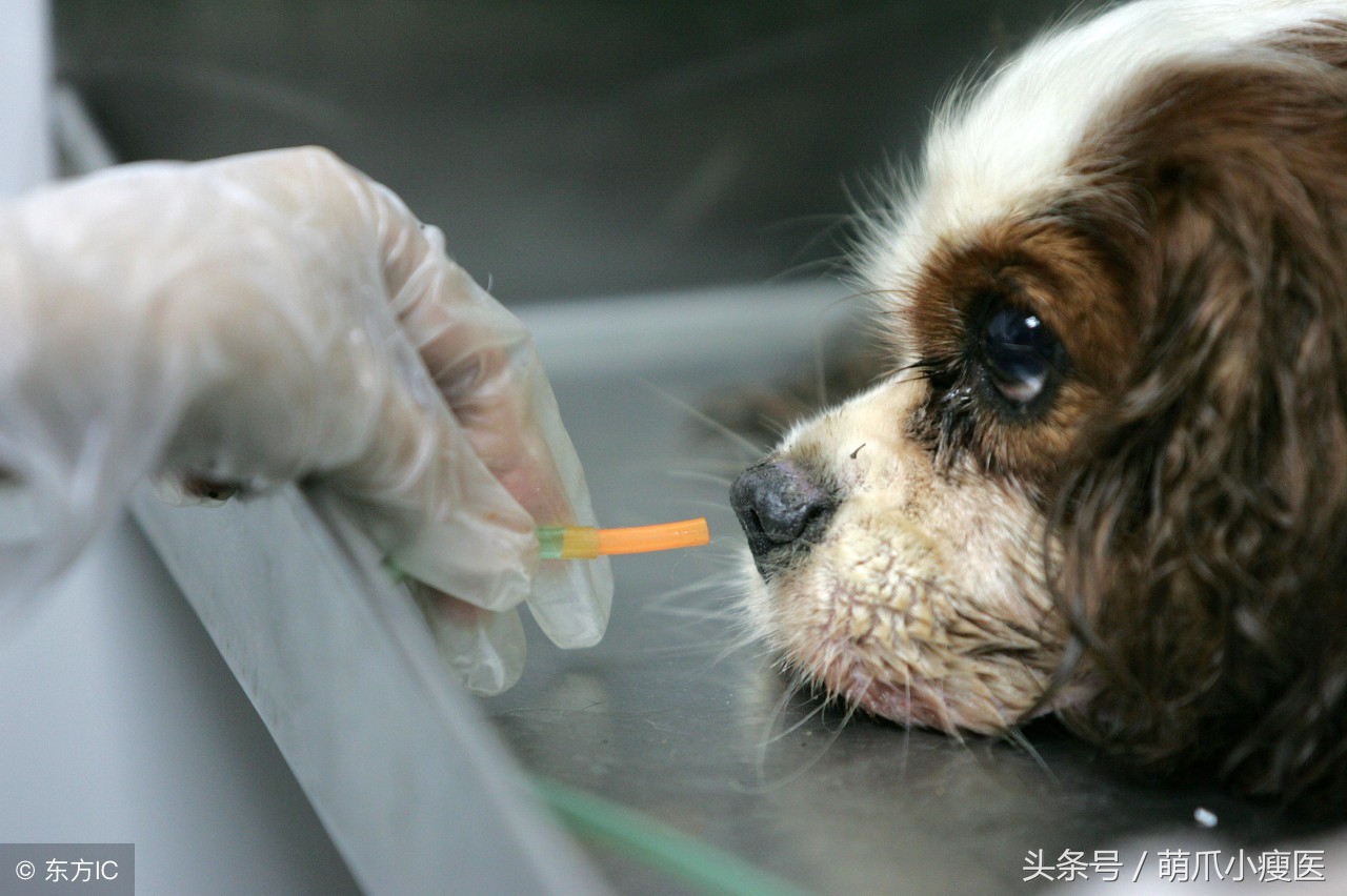 怎么解决狗狗反胃呕吐问题,狗狗嘴边挂粘稠口水还呕吐咋回事