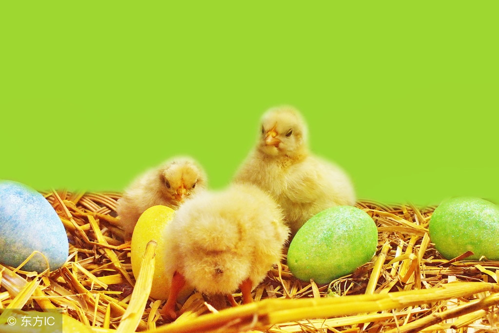 小鸡沙门氏杆菌用什么中药,鹅沙门氏菌用啥药效果好