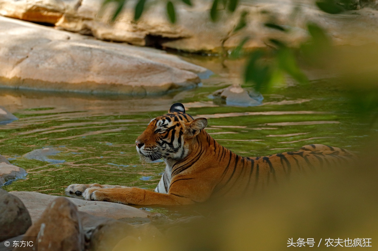 现在在东北深山里到底有没有老虎,以前老虎吃人吗