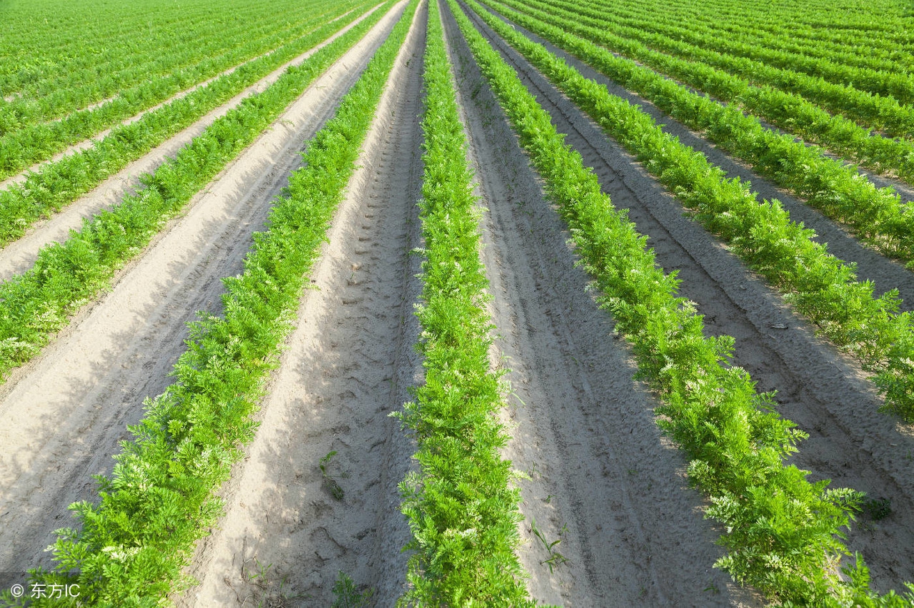 介绍自己的家乡泾阳,推荐我的家乡咸阳