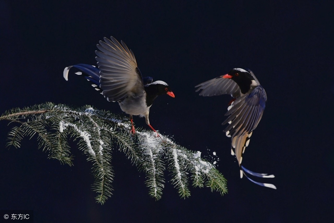 如何训练好赛鸽快速进棚的方法,如何训练赛鸽飞十几个小时