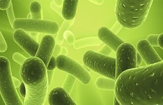 嗜酸乳杆菌，你认识它吗？