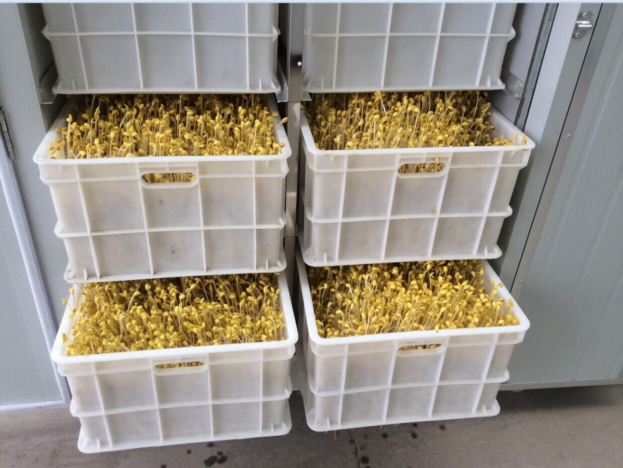 沂蒙残疾人发明豆芽机,民间牛人发明豆芽机400斤