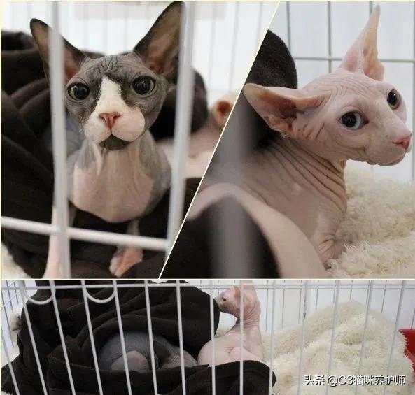 斯芬克斯无毛猫的冷知识,斯芬克斯猫是人工的吗