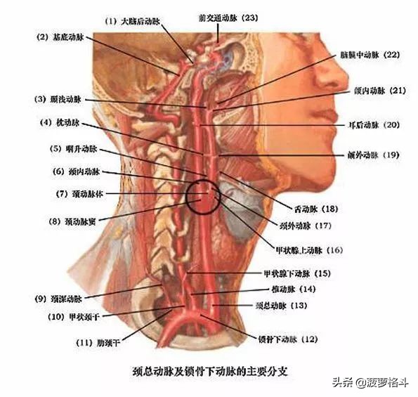 巴西柔术气绞与血绞,巴西柔术气绞与血绞区别