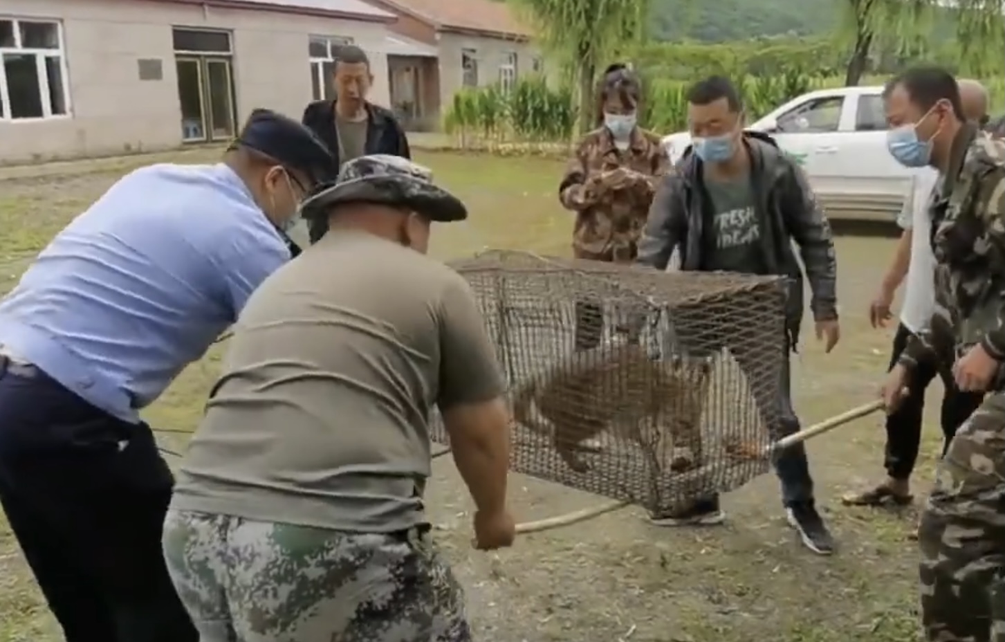 豹猫觅食咬死农户37只鸡,野生豹猫咬死家禽