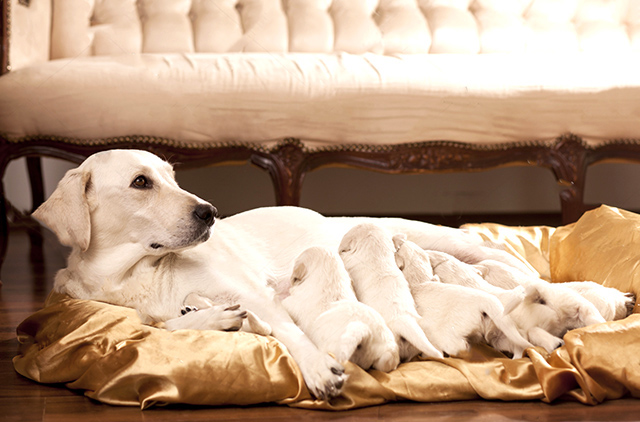 拉布拉多产后怎么护理拉布拉多产后易患的疾病有这些