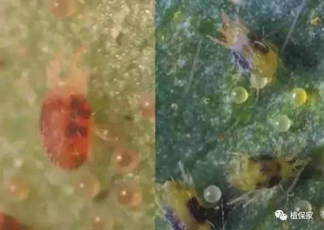 大棚草莓常见病虫害防治方法,南京地区草莓病虫害防治的现状