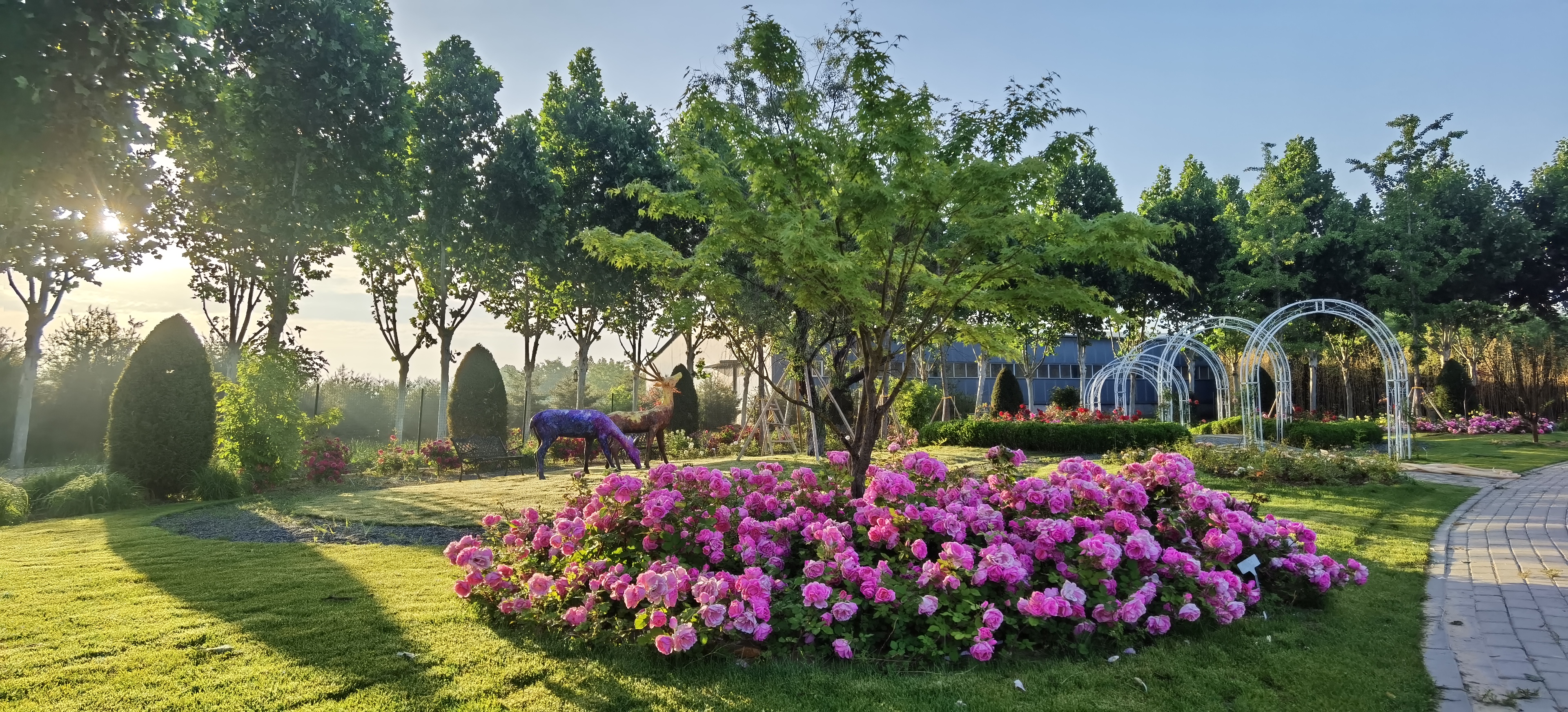 大兴月季园的月季有多少种,北京最大的月季基地在哪